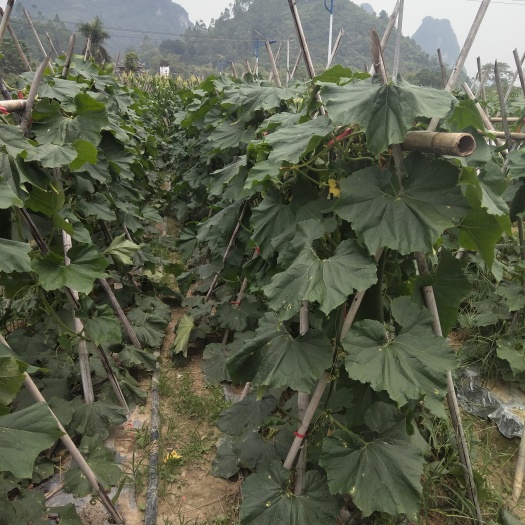 上林县黑皮冬瓜 40斤以上 吊冬瓜