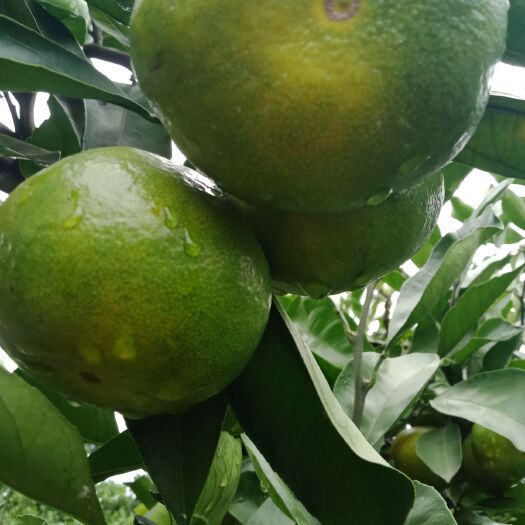 资阳特早蜜桔 今年雨水多生意不好做但货看好了怎么都赚钱