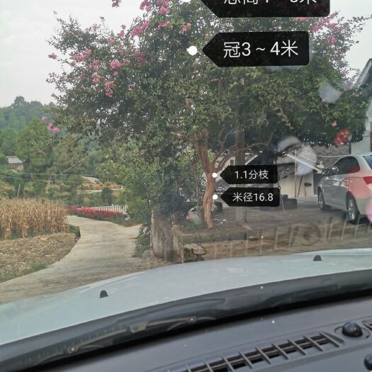 湄潭县紫薇树