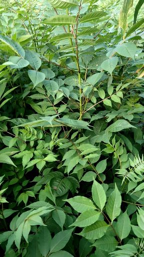 黄柏种苗 川黄柏