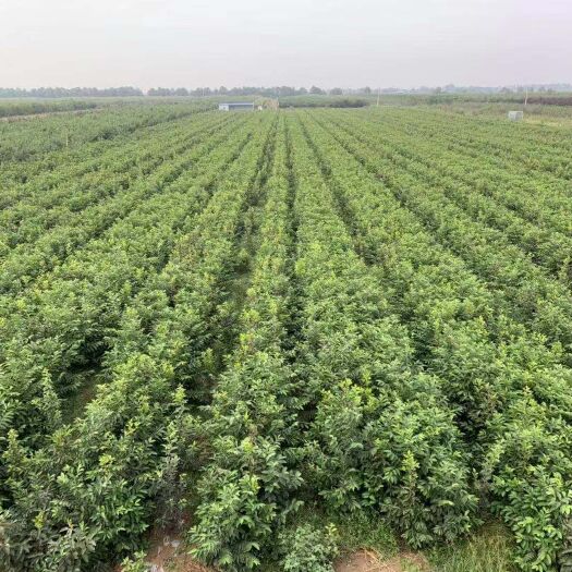 临猗县阳丰甜柿苗 山西运城临猗甜柿子基地 出售大量阳丰甜柿子苗    火葫芦苗