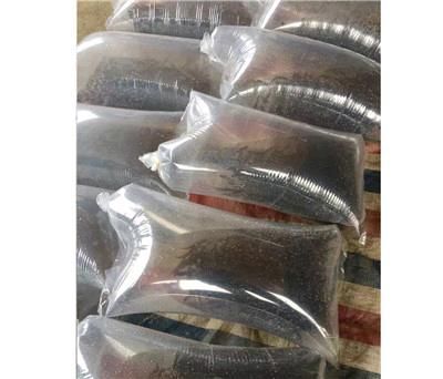 重庆市叉尾鮰鱼苗 体质优良
