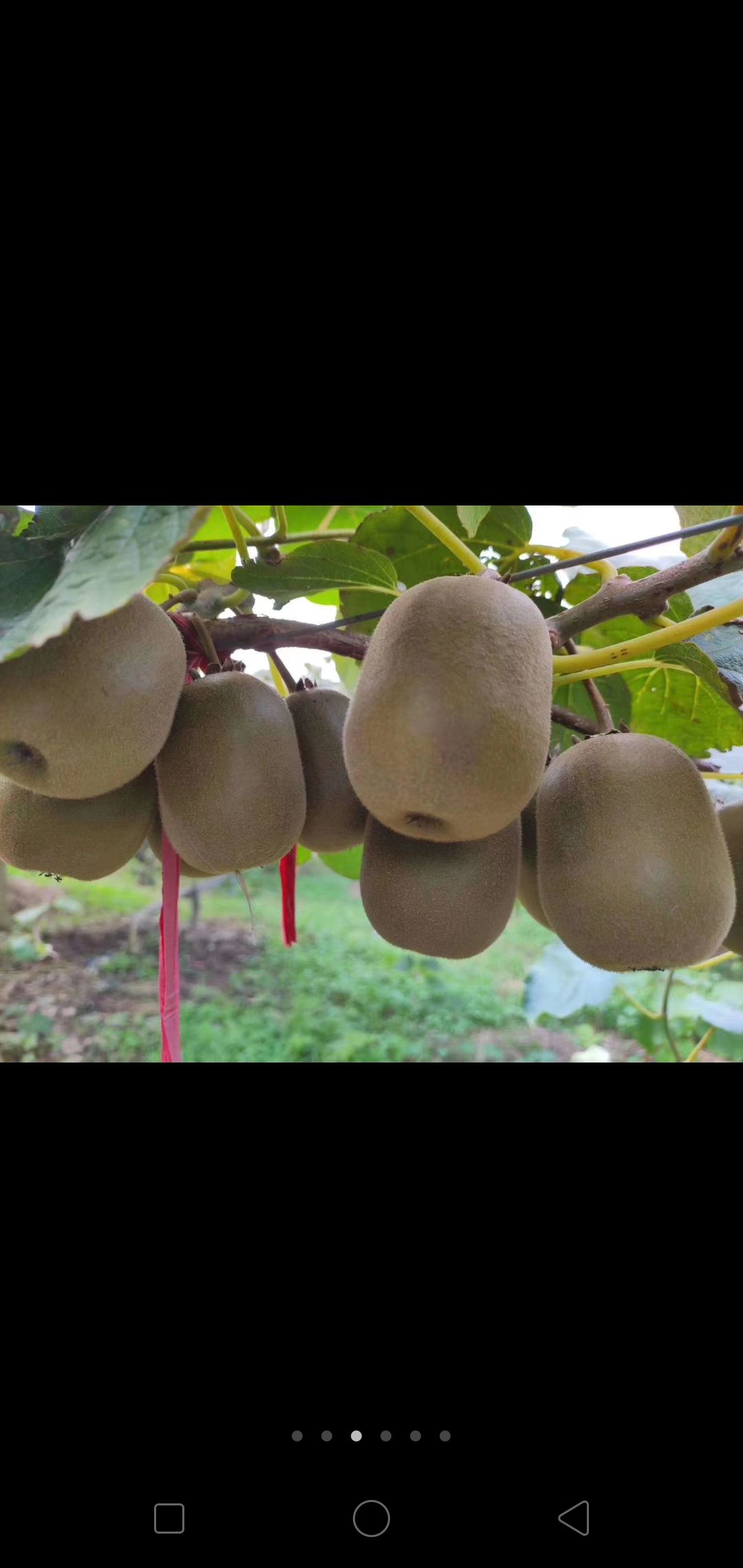 徐香猕猴桃 70克以上