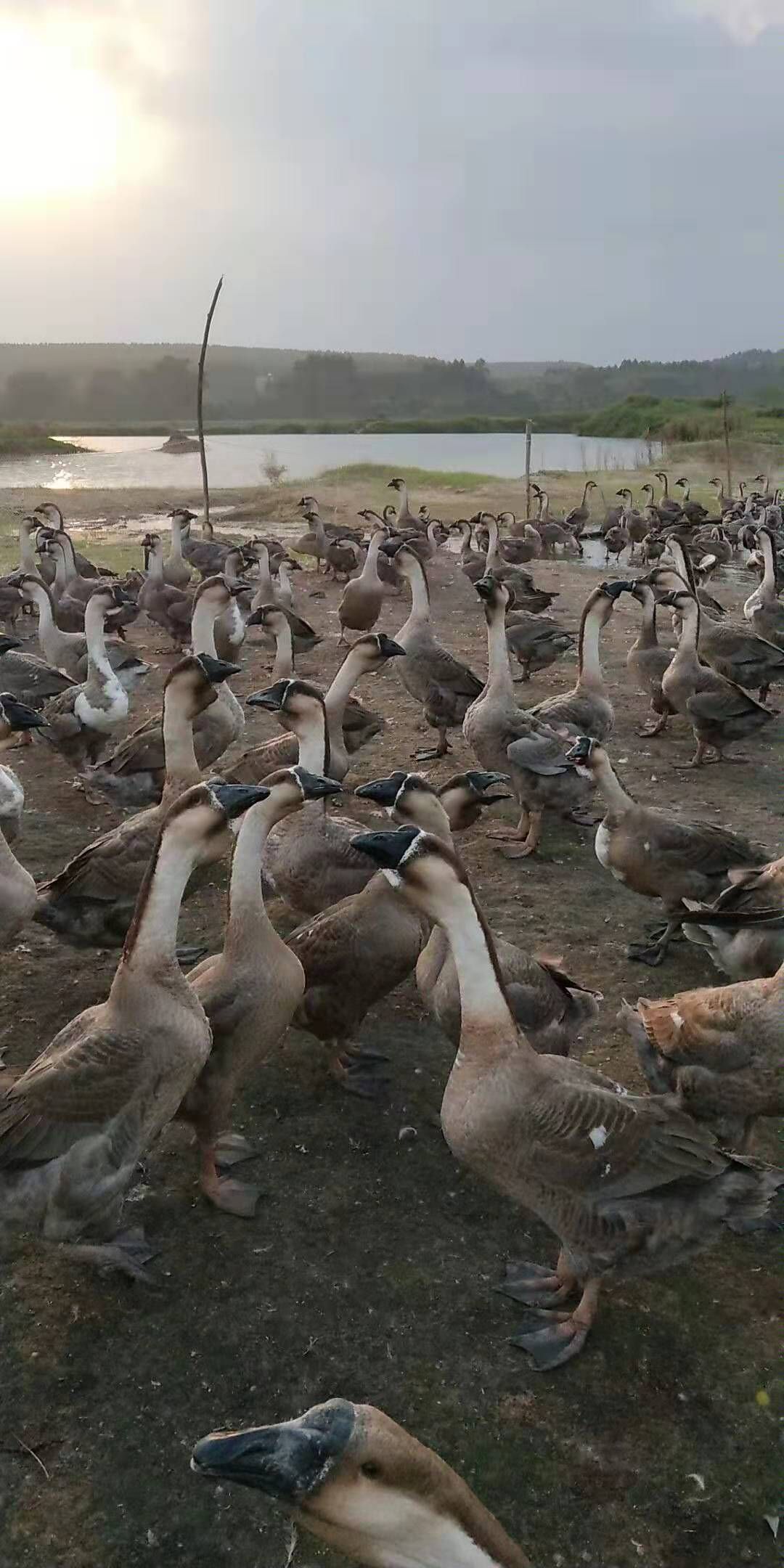 肉鹅   合浦黑狮头鹅，看上的联系