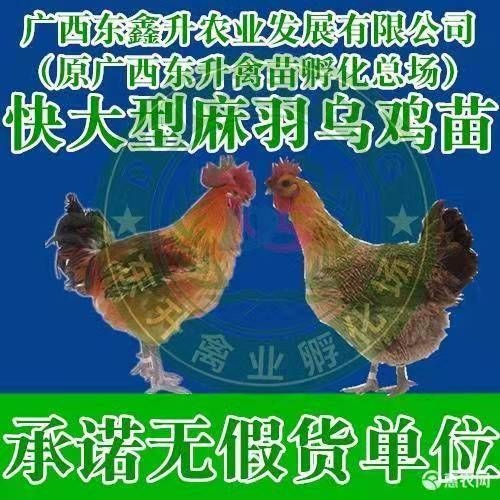 南宁 乌鸡苗，快大型麻羽乌鸡苗~~~承诺无假货单位
