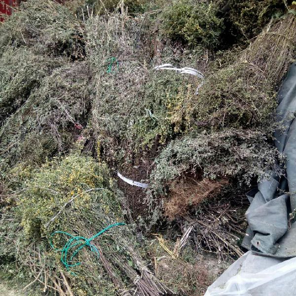 一枝黄花 贵州一支黄花