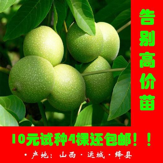 绛县 核桃苗