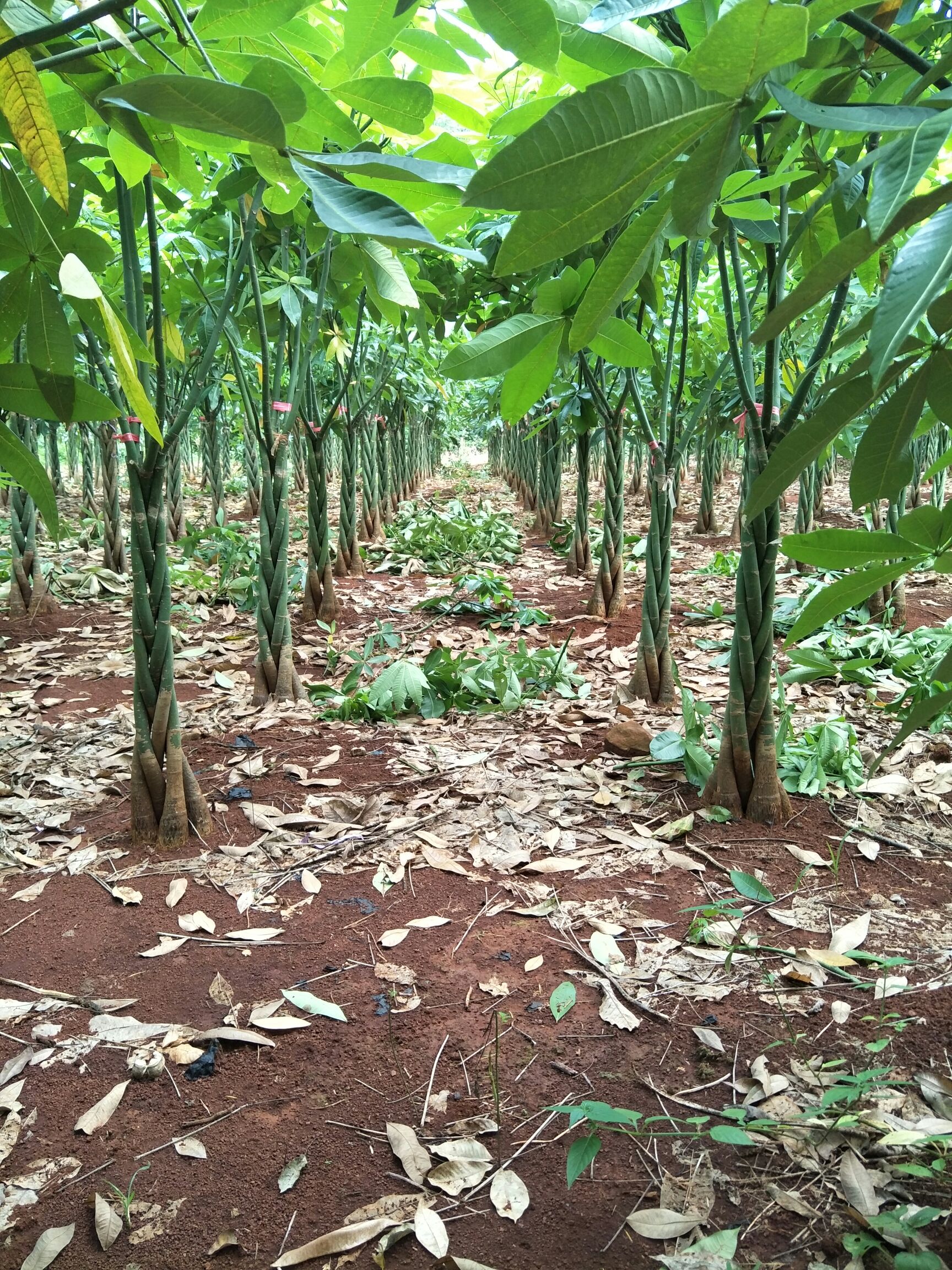  优质发财树90高度