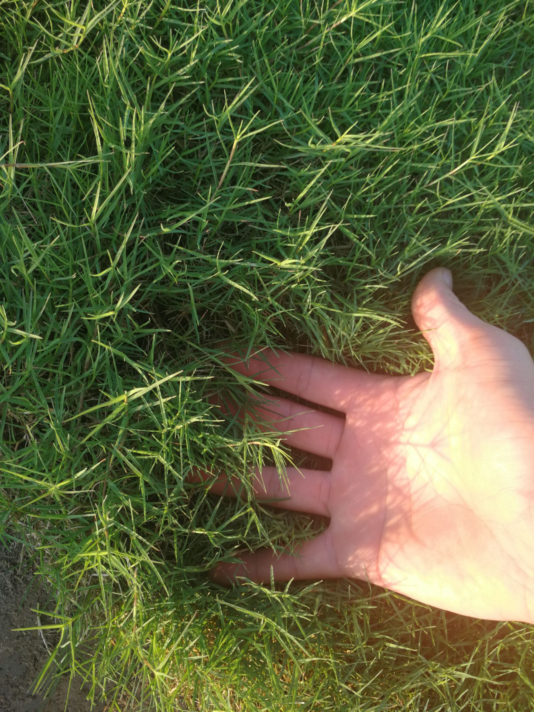  带泥土真草坪草皮马尼拉四季青果岭草别墅庭院绿化植物江浙沪包邮