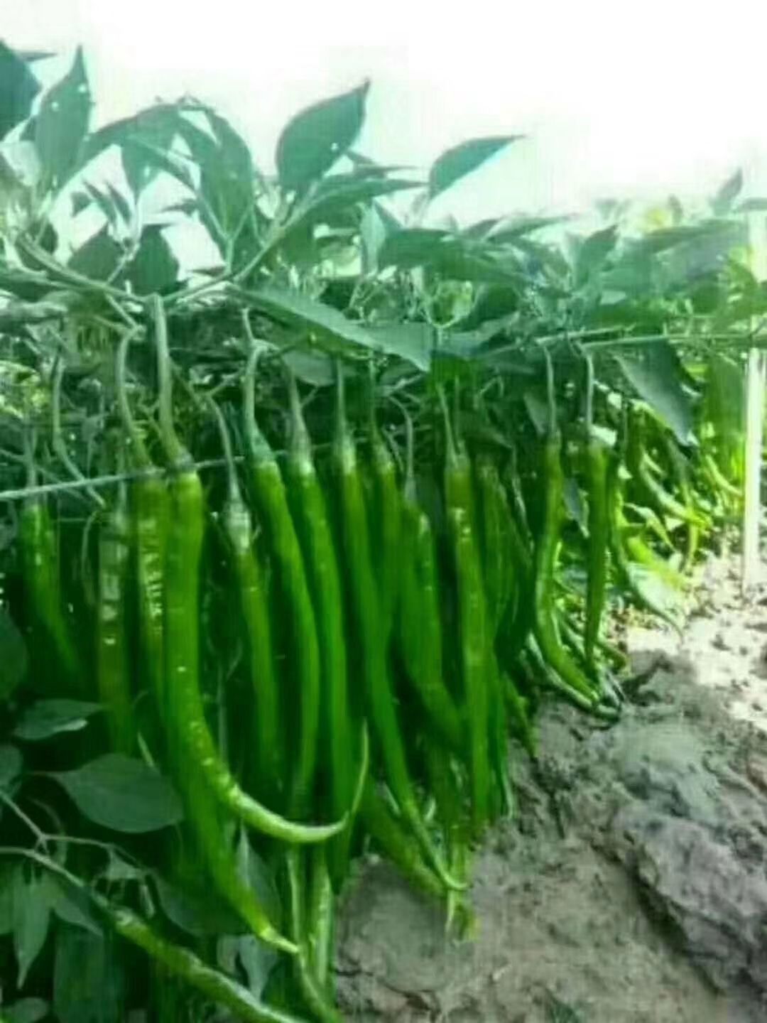 301泡椒  301辣椒，芜湖椒，线椒