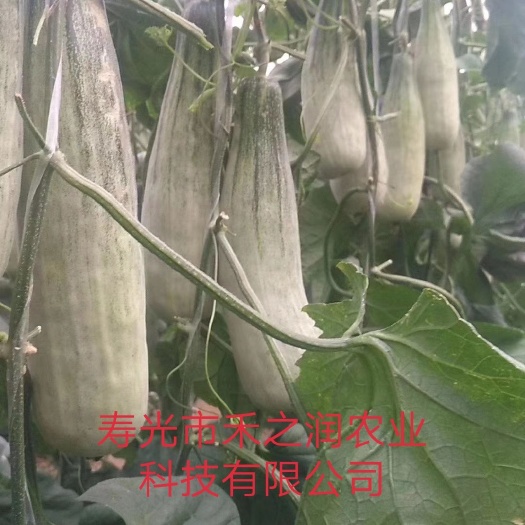 甜瓜苗 绿宝苗 羊角蜜苗 嫁接西瓜苗