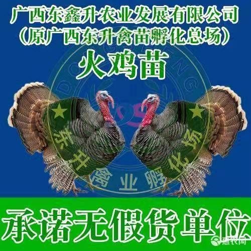 南宁 贝蒂娜火鸡苗～～～～承诺无价单位