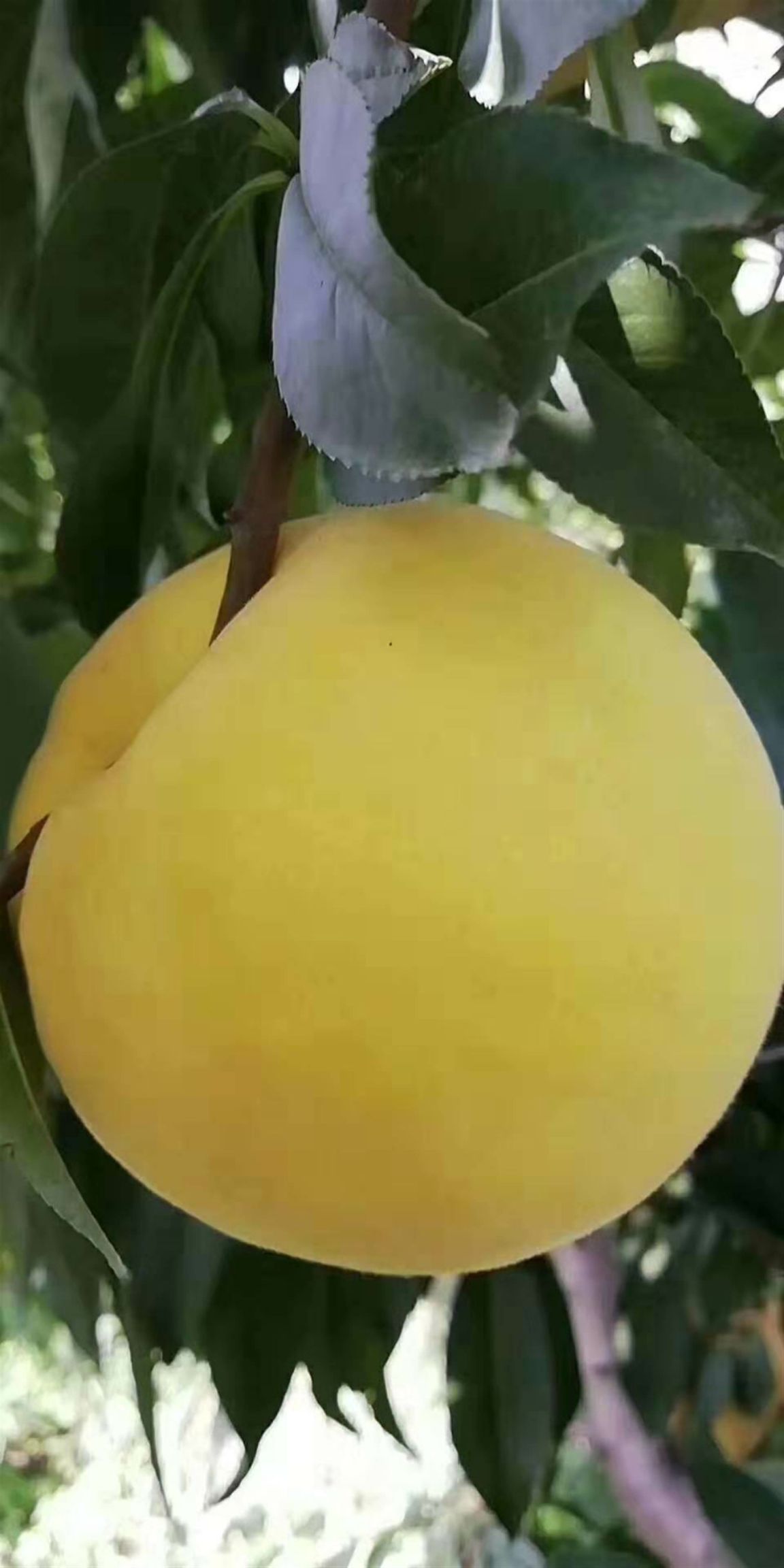  黄金蜜0桃树苗  品种纯度100％