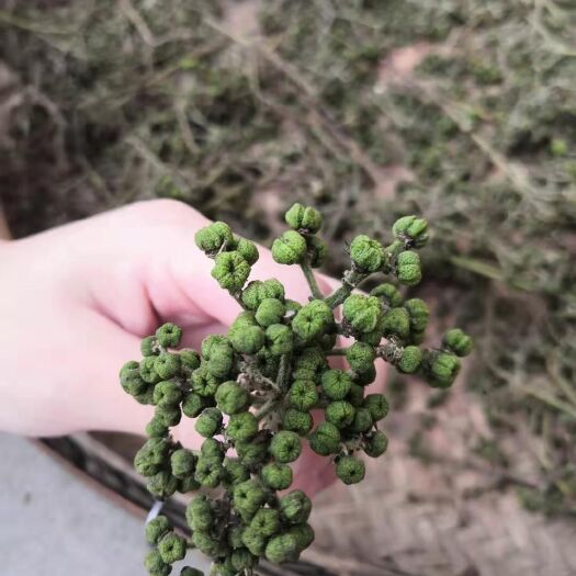 武冈市吴茱萸 好货，代销