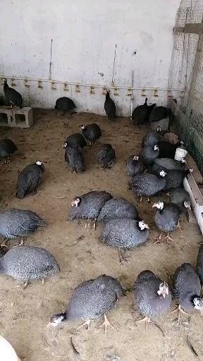 新宁县 出售珍珠鸡苗，山鸡苗，芦花鸡苗等