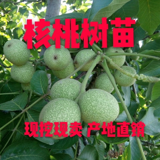 平邑县8518核桃苗 8518薄皮核桃  盆栽地栽  南北方种植