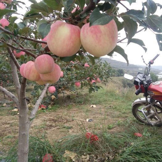 庄浪县首红苹果 早熟富士，首红，嘎啦，