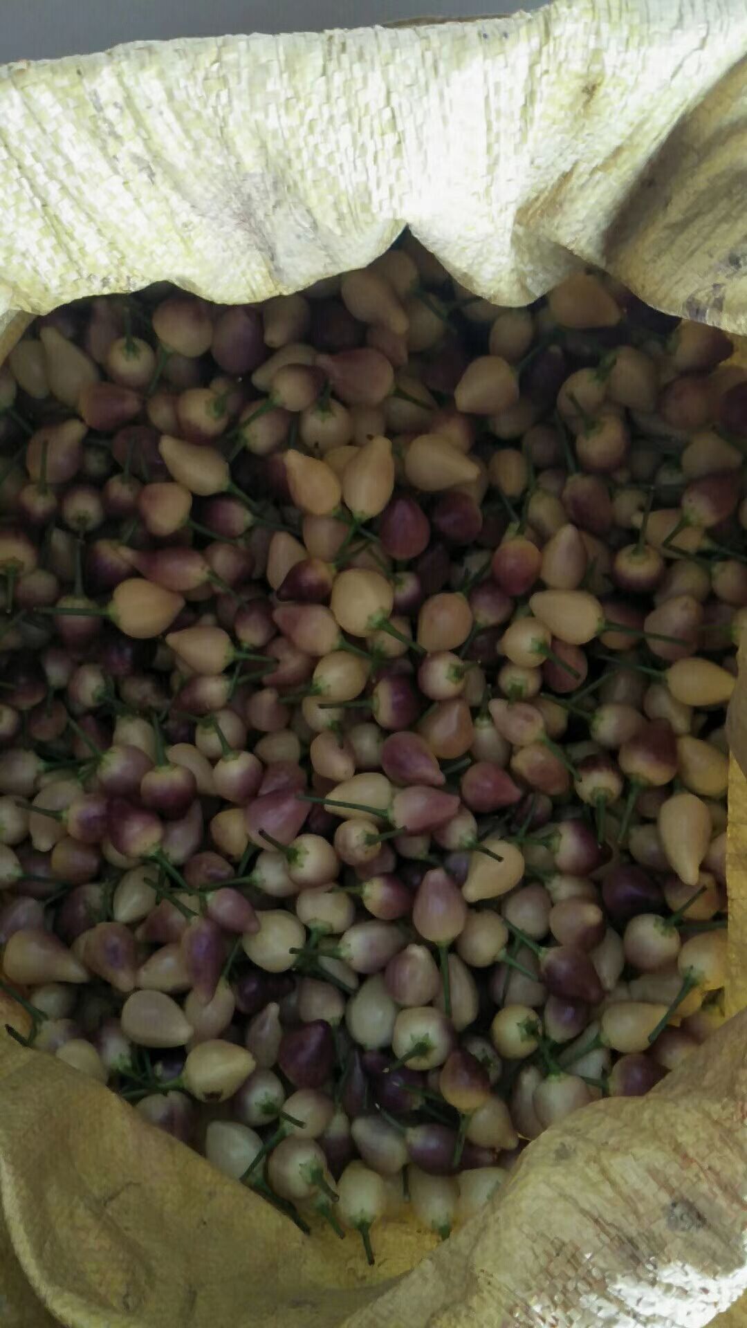 彩椒  七七彩泡椒五