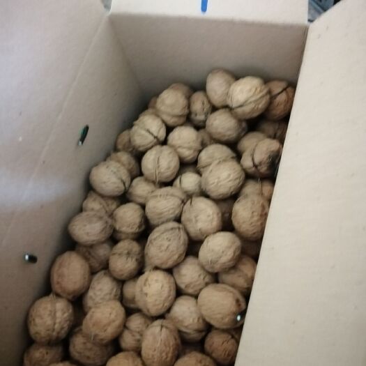 大姚县 大姚三台核桃