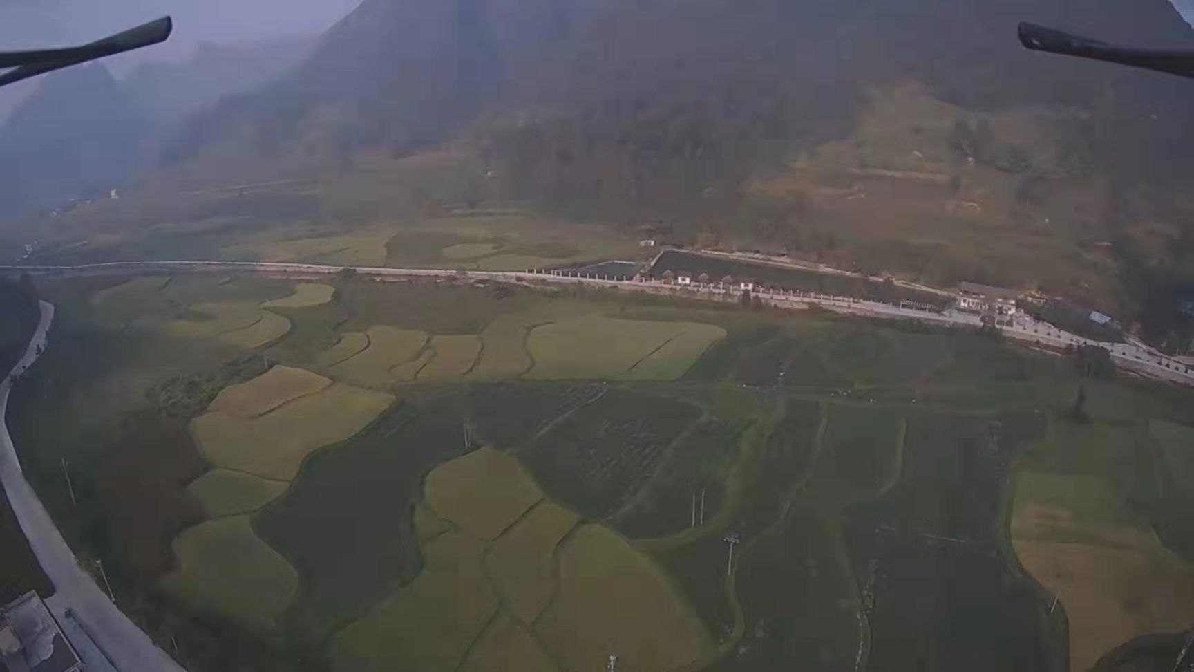 一枝黄花 贵州一支黄花