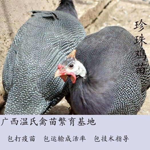 南宁 珍珠鸡苗  孵化基地直供  已注射疫苗  包运输成活