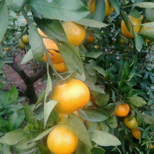 宜昌宜昌晚熟蜜桔