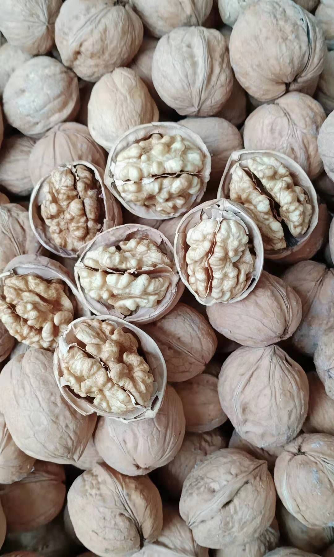  新疆阿克苏纸皮核桃新货上市了