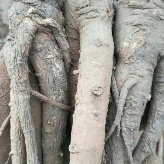 岷县 岷县当归，自产自销，绿色天然，无中间商，一手货源。
