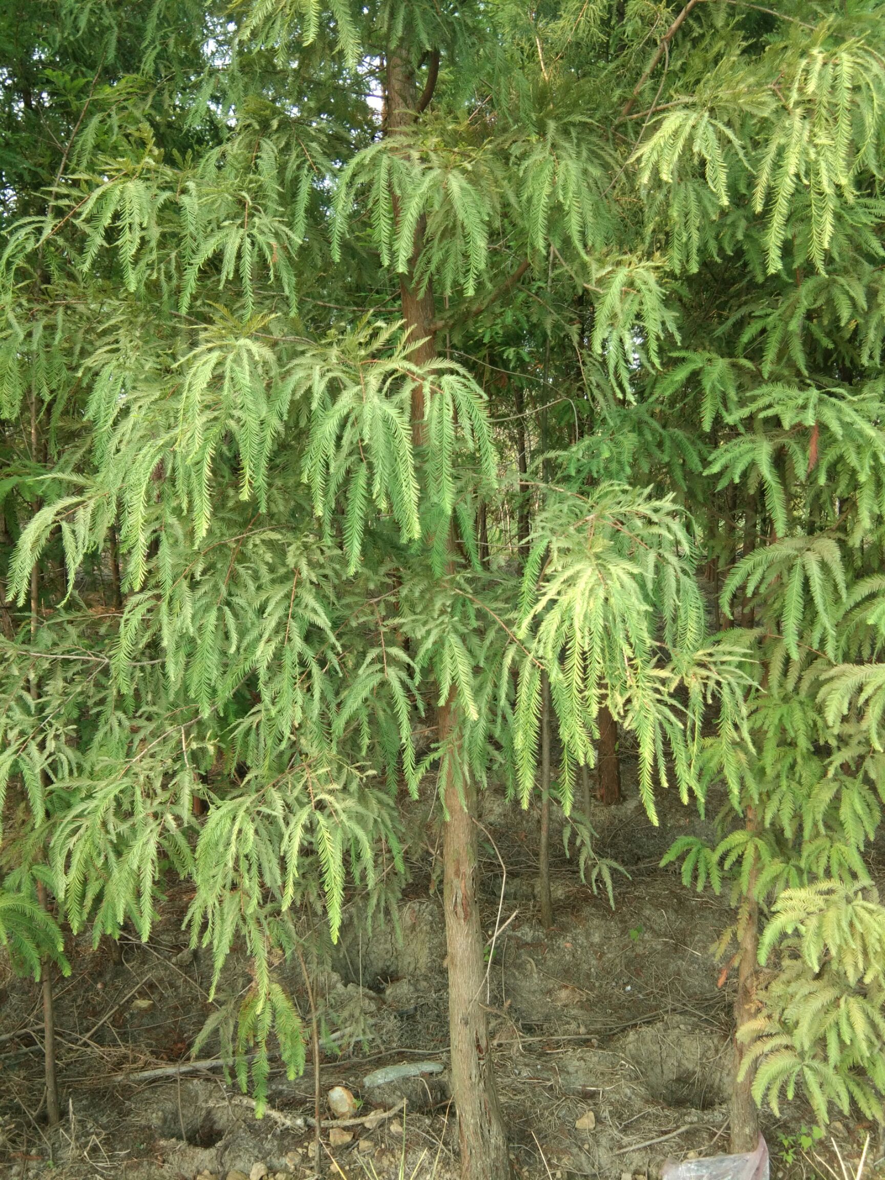 池杉一落羽杉