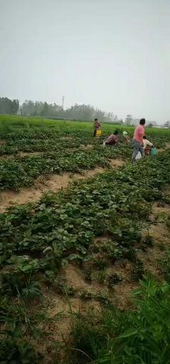 淮南 红颜草莓苗