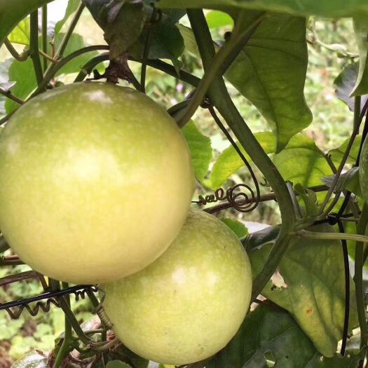 桂林 桂林  芭乐味 黄金百香果