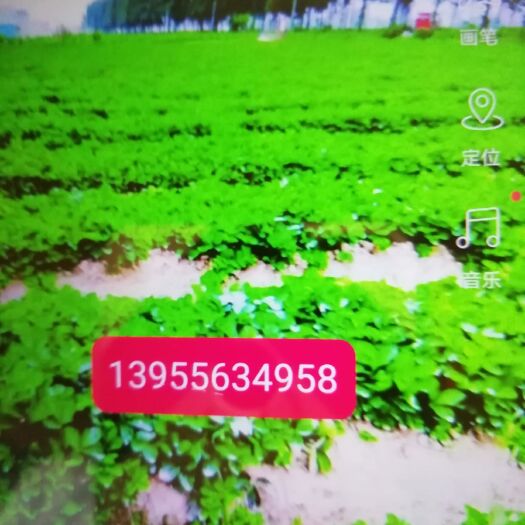 丹阳市 红颜草莓苗