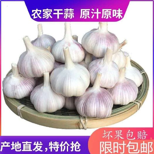 金乡县 金乡大蒜紫红皮