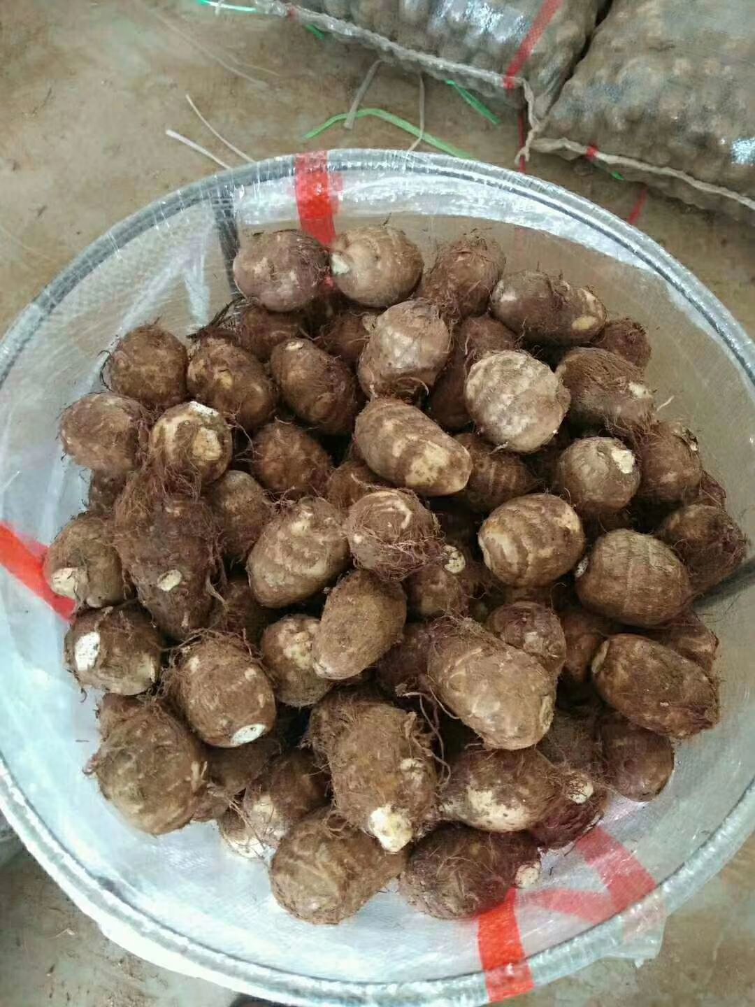  產(chǎn)地直銷萬畝毛芋頭大量出售，全國發(fā)貨，質(zhì)量包證