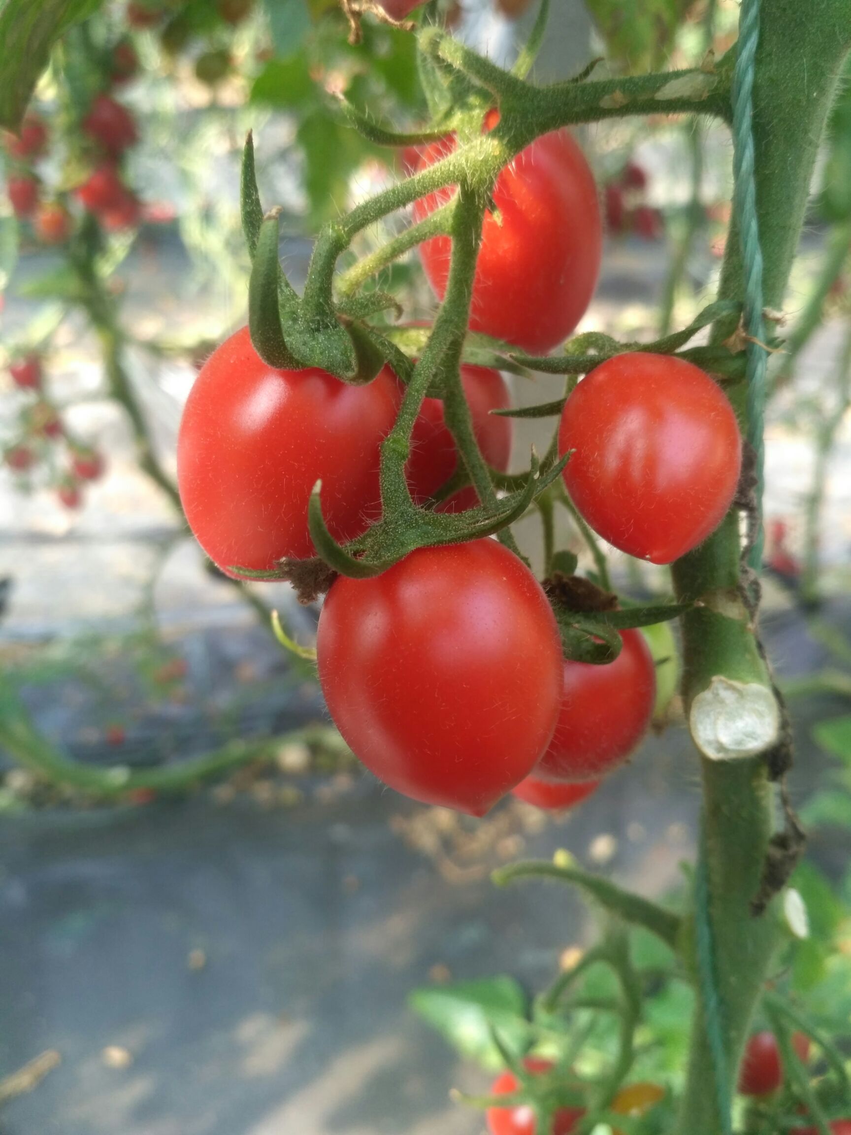 千禧圣女果,釜山88,圆形长条形