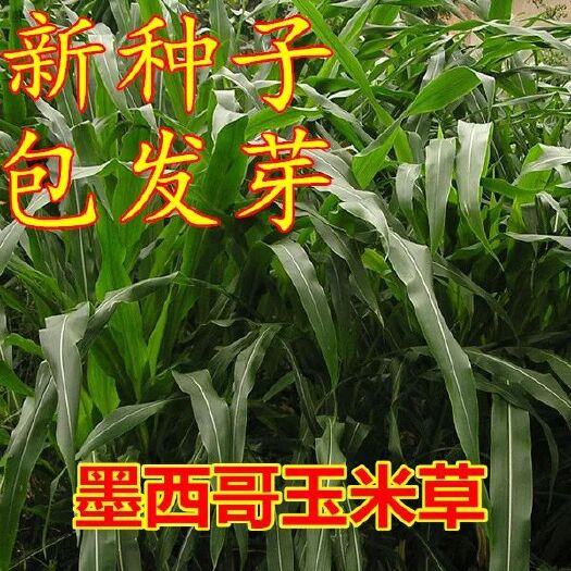 郯城县墨西哥玉米草种子 墨西哥玉米草种牧草种籽四季养殖多年生再生猪牛羊兔畜禽种子