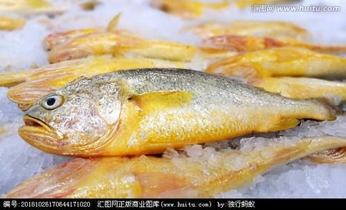 连云港 小黄鱼，0.5公斤以下