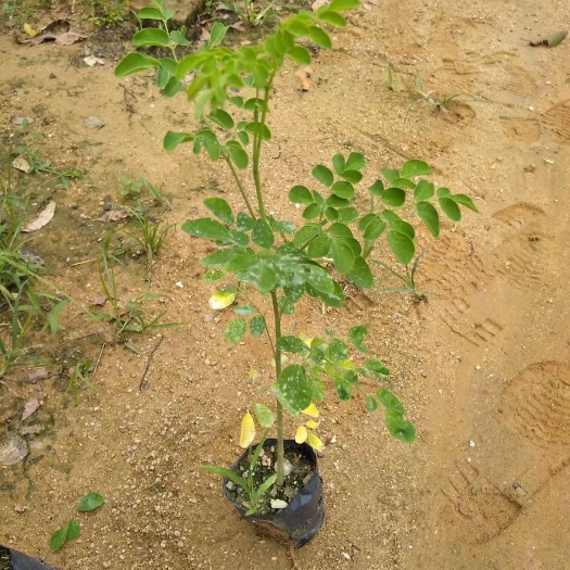 广州辣木小苗 广东广州天河广东，云南，福建