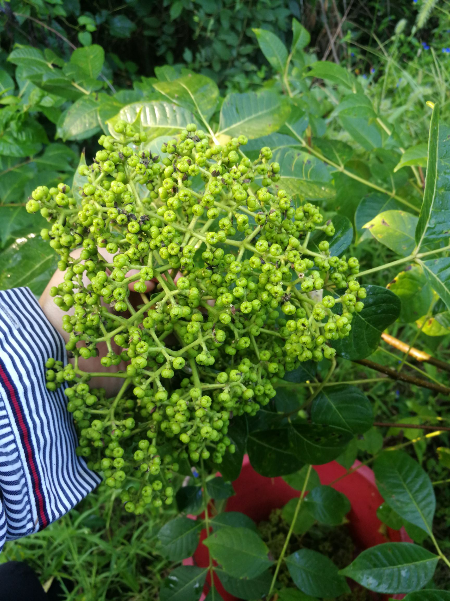  吴茱萸中统花，无任何药物添加剂处理，完全符合农残含量检测标