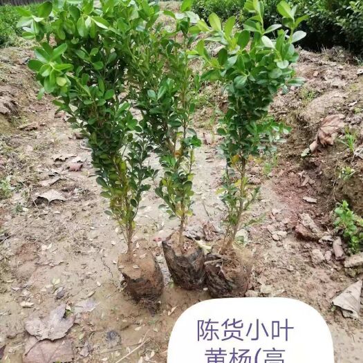 周至县营养钵小叶黄杨