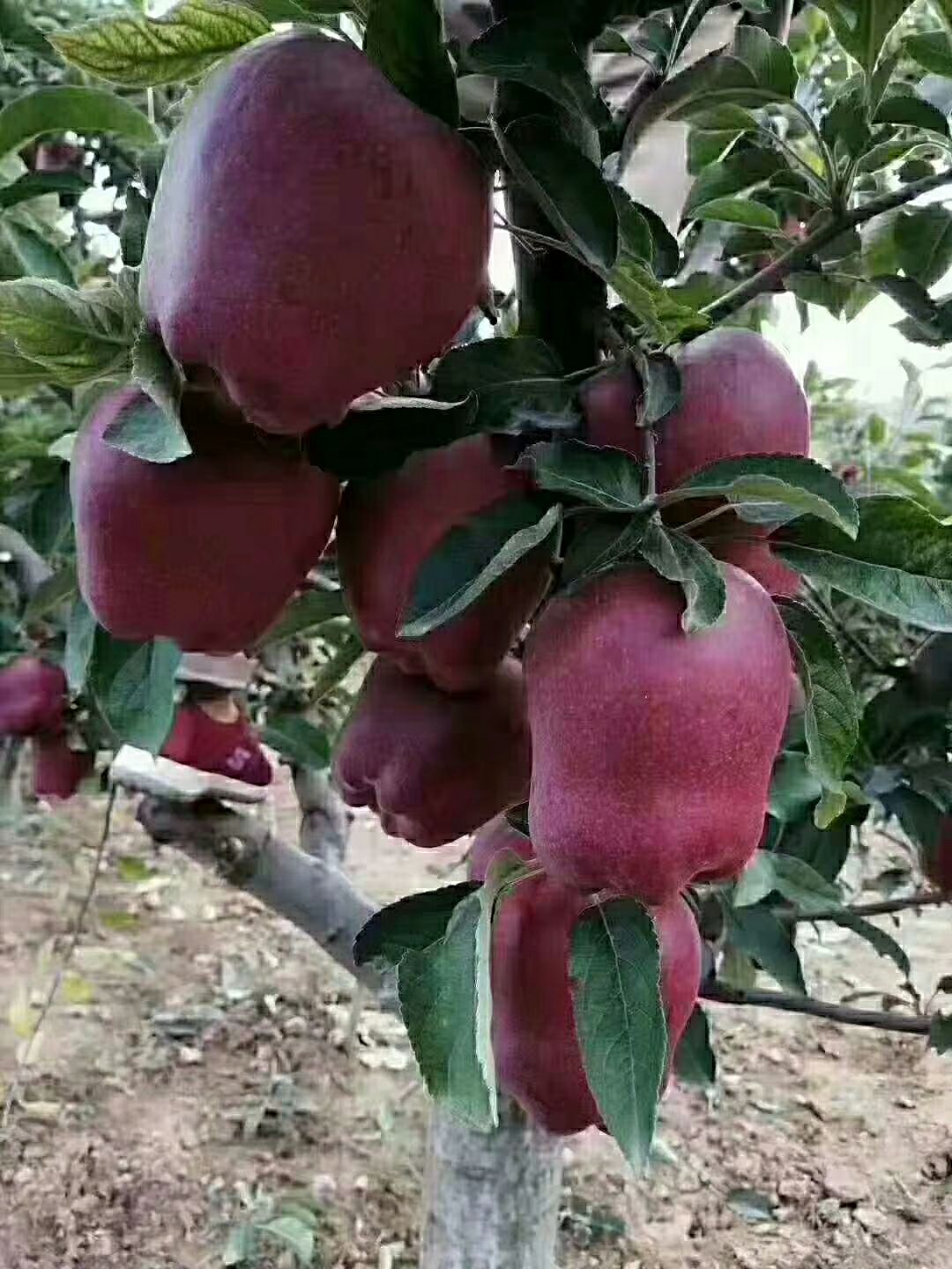 花牛苹果