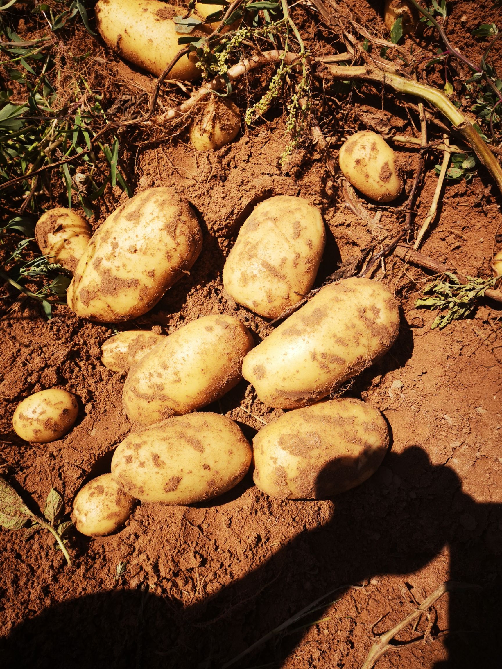  陕西省榆林市定边县沙地土豆大量上市