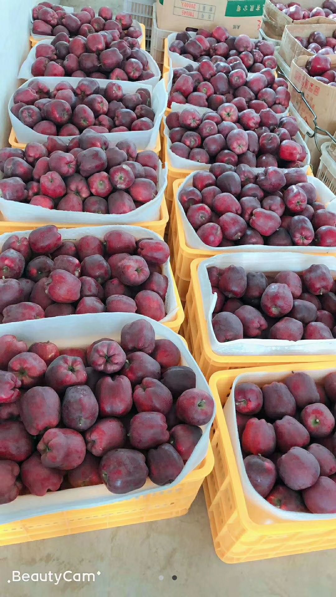 [花牛苹果批发] 花牛苹果又叫蛇果价格1元\/斤 1