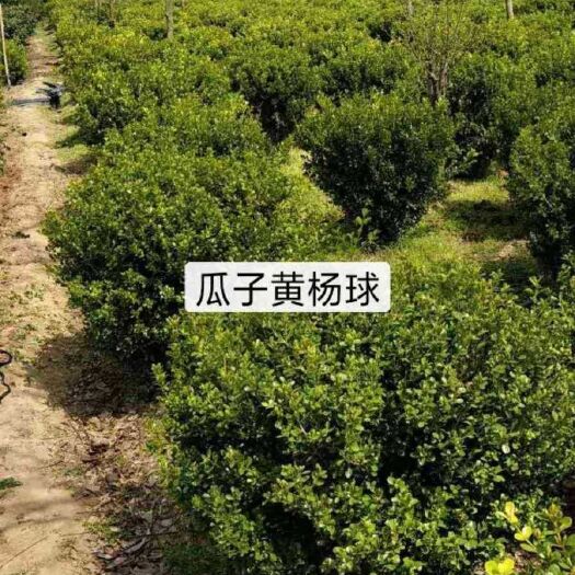 沭阳县黄杨球 小叶   高毛1.1米，冠幅毛1.1米
