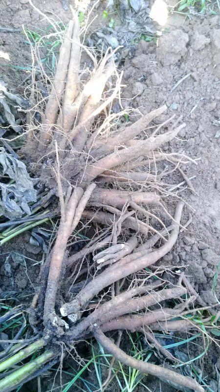 冠县白芍种苗 白芍芽，白芍条子，白芍种芽