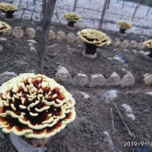 靖州县造型灵芝 观赏灵芝