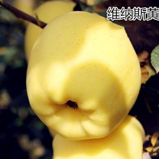 平邑县 正宗维纳斯黄金苹果苗 包邮 包品种 包成活