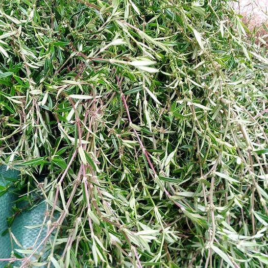 马关县白花蛇舌草  云南方杆新鲜白花she舌草(支持在线预订)看货