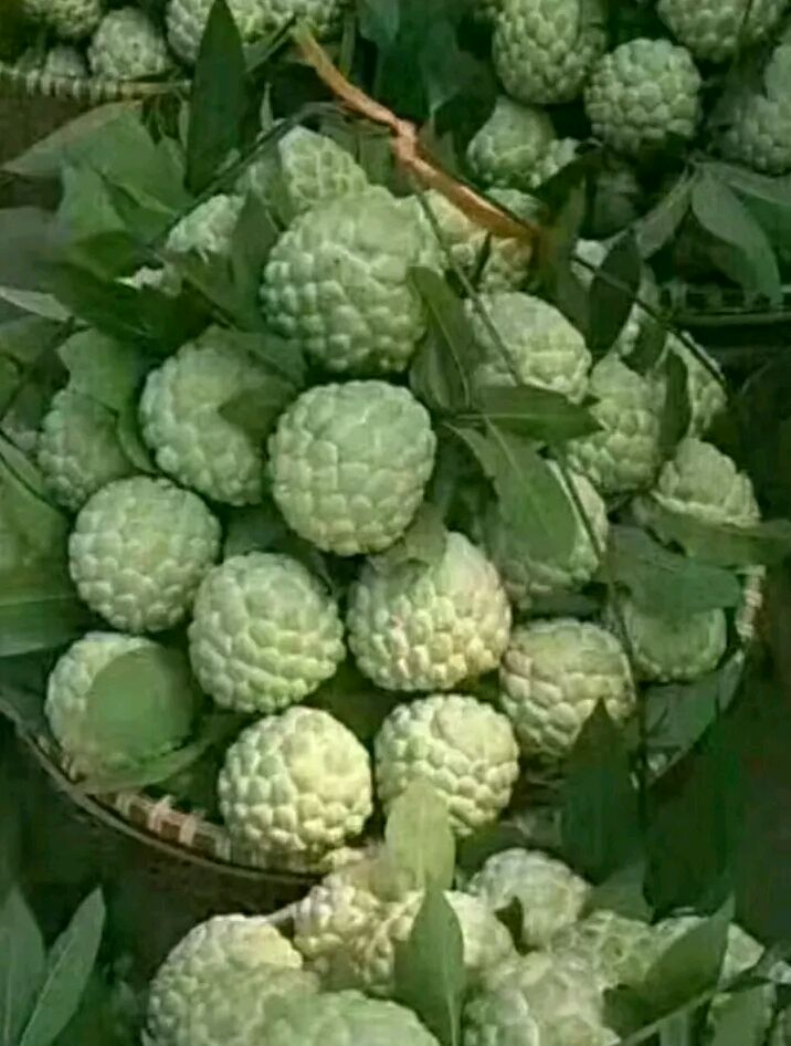 释迦果种子  新鲜种子