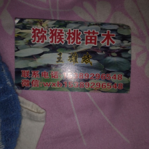 周至县 正品红阳猕猴桃苗